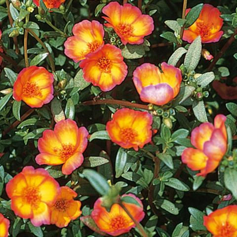 Foto fiore da    Portulaca oleracea Duet Red on Yellow