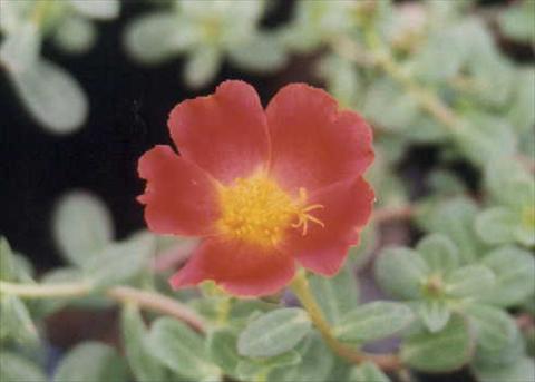 Foto fiore da  Aiuola, balcone, basket Portulaca Grand Cherise Red