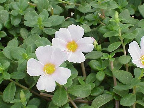 Foto fiore da  Aiuola, balcone, basket Portulaca Grand Light Pink