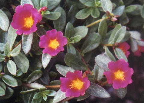 Foto fiore da  Aiuola, balcone, basket Portulaca Grand Lilac