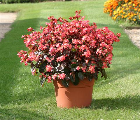 Foto fiore da  Aiuola e/o bordura Begonia semperflorens Stara Red