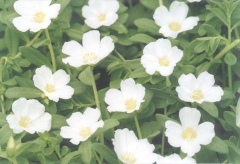 Foto fiore da  Aiuola, balcone, basket Portulaca White