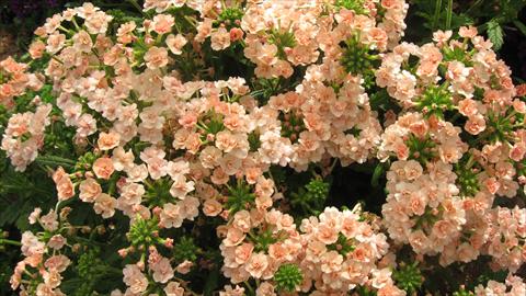 Foto fiore da  Vaso, balcone, basket Verbena Corsage Peach