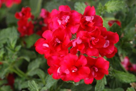 Foto fiore da  Vaso, balcone, basket Verbena Corsage Red