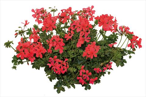 photo of flower to be used as: Pot, patio, basket Pelargonium peltatum Joker Orange