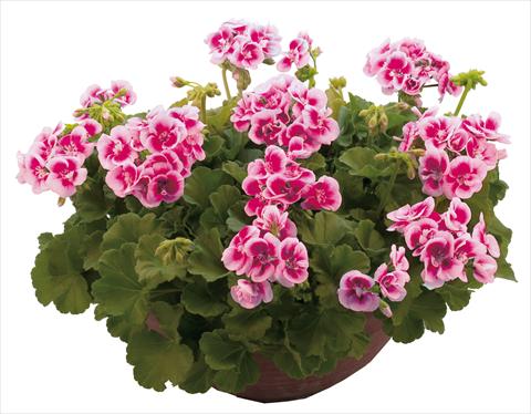 Foto fiore da  Vaso, aiuola, balcone Pelargonium zonale Flower Kiss Fuchsia