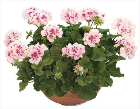 Foto fiore da  Vaso, aiuola, balcone Pelargonium zonale Flower Kiss White Jump