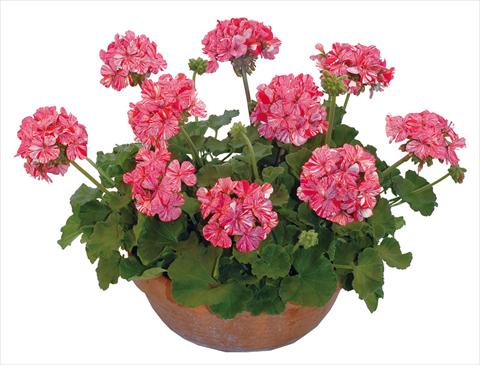 photo of flower to be used as: Pot, bedding, patio Pelargonium zonale Graffiti Riccardo Purple