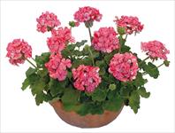 Graffiti Riccardo Purple