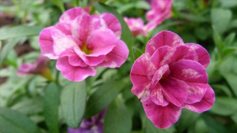 Foto fiore da  Vaso, aiuola, balcone, basket Calibrachoa Caloha Double Marble Rose