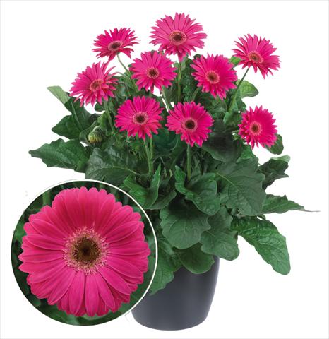 Foto fiore da  Vaso Gerbera jamesonii Garvinea Sweet Dreams®