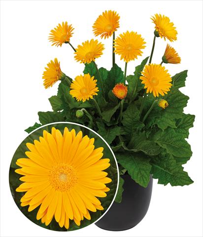 Foto fiore da  Vaso Gerbera jamesonii Garvinea Sweet Honey®