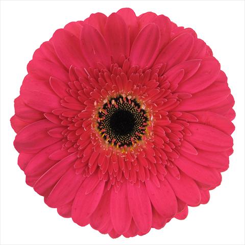 Foto fiore da  Vaso Gerbera jamesonii Presto®