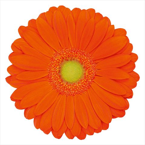 photo of flower to be used as: Pot Gerbera jamesonii Zodiac®
