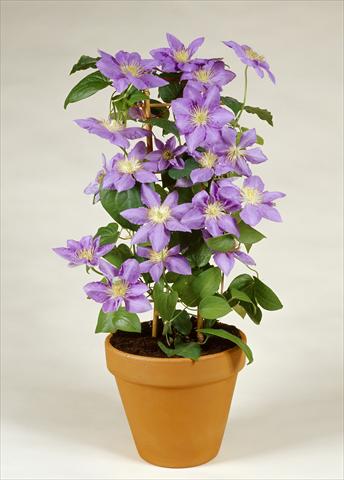 photo of flower to be used as: Bedding / border plant Clematis Boulevard Floral© Cezanne