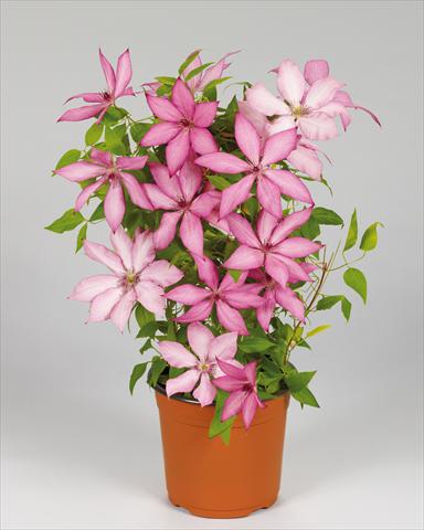 photo of flower to be used as: Bedding / border plant Clematis Boulevard Floral© Giselle