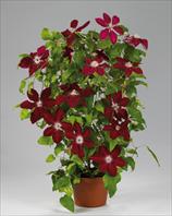 Boulevard Patio© Rebecca