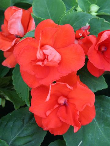 Foto fiore da  Aiuola e/o bordura Impatiens walleriana Athena Orange