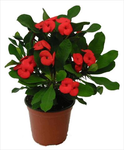 photo of flower to be used as: Pot and bedding Euphorbia milii Vulcanus©