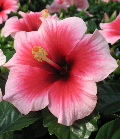 Foto fiore da  Vaso e aiola Hibiscus rosa-sinensis Camelia