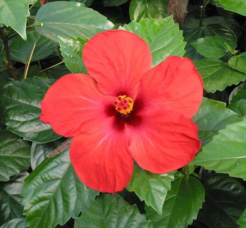 Foto fiore da  Vaso e aiola Hibiscus rosa-sinensis Dark Casino