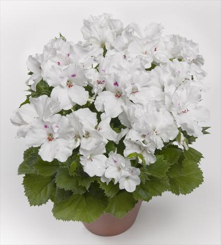 Foto fiore da  Balcone, vaso Pelargonium grandiflorum pac® Aristo White