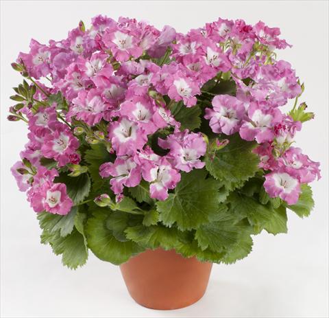 Foto fiore da  Vaso Pelargonium grandiflorum pac® Bermuda Pink