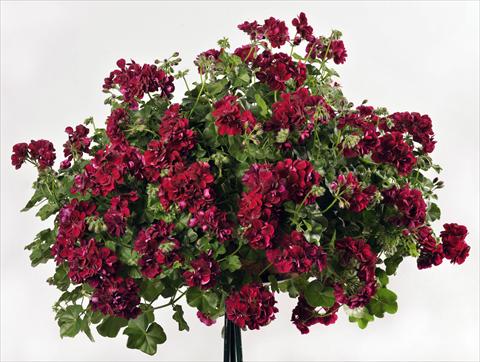 Foto fiore da  Vaso, balcone, basket Pelargonium peltatum pac® Mary