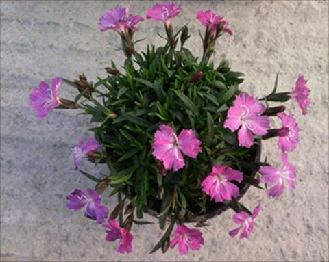 Foto fiore da  Basket vaso o aiuola Dianthus Garden Dark Pink