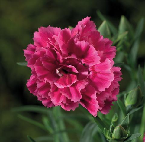 Foto fiore da  Basket o vaso Dianthus Sublime Bicolor Red Rose