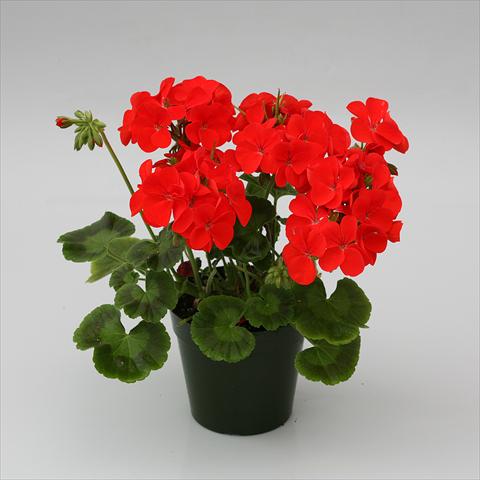 Foto fiore da  Aiuola e/o bordura Pelargonium x hortorum F.1 Infinity Scarlet