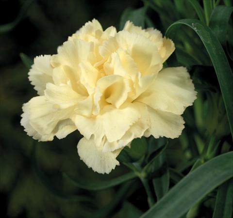 Foto fiore da  Basket o vaso Dianthus Sublime Yellow