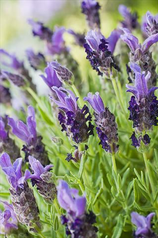 Foto fiore da  Vaso e aiola Lavandula stoechas Bandera Purple