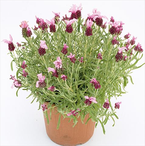 Foto fiore da  Vaso e aiola Lavandula stoechas Lavinia Compact Pink