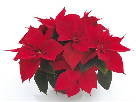 Foto fiore da  Vaso Poinsettia - Euphorbia pulcherrima Premier Red