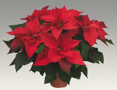 Foto fiore da  Vaso Poinsettia - Euphorbia pulcherrima Prestige Red