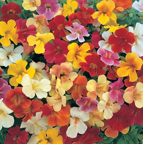 photo of flower to be used as: Basket / Pot Mimulus x hybrida F.1 Magic miscuglio