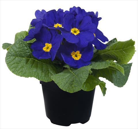 Foto fiore da  Vaso e aiola Primula acaulis Paradiso Mid Early Blue