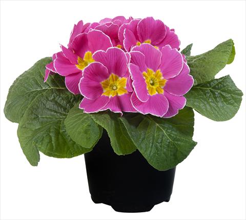 Foto fiore da  Vaso e aiola Primula acaulis Paradiso Mid Early Pink with edge