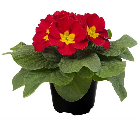 Foto fiore da  Vaso e aiola Primula acaulis Paradiso Mid Early Red