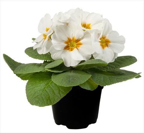 Foto fiore da  Vaso e aiola Primula acaulis Paradiso Mid Early White