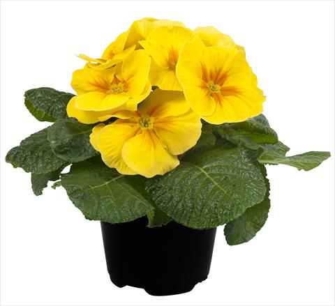 Foto fiore da  Vaso e aiola Primula acaulis Paradiso Mid Early Yellow