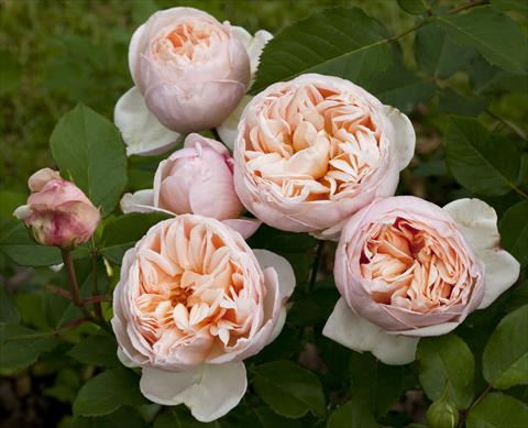 Foto fiore da  Aiuola e/o bordura Rosa Tea Belle Romantica®