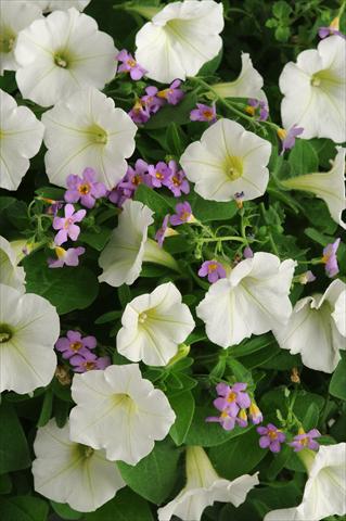 photo of flower to be used as: Pot, bedding, patio 2 Combo Fuseables® Cloud nSky