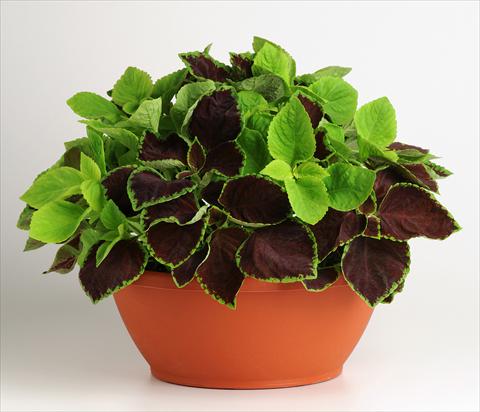 Foto fiore da  Vaso, aiuola, balcone 2 Combo Fuseables® Coleus Chocolate Symphony