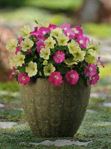 Foto fiore da  Vaso, aiuola, balcone 2 Combo Fuseables® Petunia Flirtini