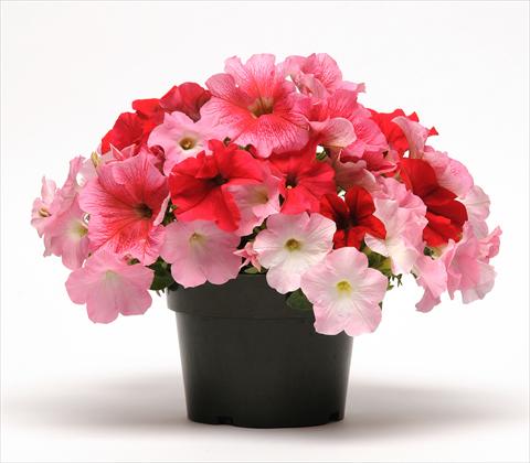 Foto fiore da  Vaso, aiuola, balcone 3 Combo Fuseables® Petunia Strawberry Wine