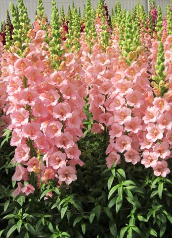 Foto fiore da  Vaso e aiola Antirrhinum majus Snapdragon Trumpet Pink