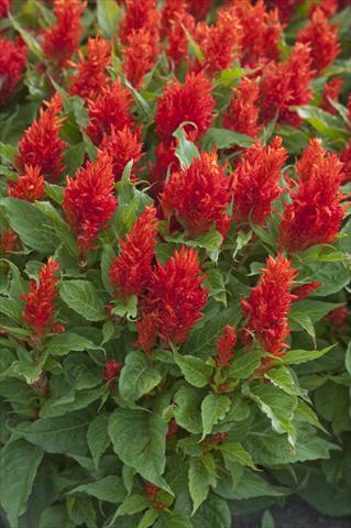 Foto fiore da  Vaso Celosia plumosa Arrabona