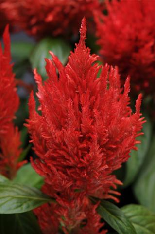 Foto fiore da  Vaso Celosia plumosa First Flame Orange